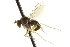  ( - CNC DIPTERA 163093)  @12 [ ] CreativeCommons - Attribution (2012) CNC/CBG Photography Group Centre for Biodiversity Genomics