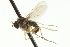  ( - CNC DIPTERA 163094)  @11 [ ] CreativeCommons - Attribution (2012) CNC/CBG Photography Group Centre for Biodiversity Genomics