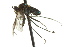  (Hydrophorus phoca - CNC DIPTERA 163096)  @14 [ ] CreativeCommons - Attribution (2012) CNC/CBG Photography Group Centre for Biodiversity Genomics