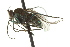  (Hydrophorus innotatus - CNC DIPTERA 163108)  @14 [ ] CreativeCommons - Attribution (2012) CNC/CBG Photography Group Centre for Biodiversity Genomics