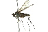  (Liancalus sp. 1 - CNC DIPTERA 163113)  @14 [ ] CreativeCommons - Attribution (2012) CNC/CBG Photography Group Centre for Biodiversity Genomics