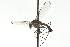  (Liancalus - CNC DIPTERA 163120)  @14 [ ] CreativeCommons - Attribution (2012) CNC/CBG Photography Group Centre for Biodiversity Genomics