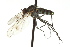  ( - CNC DIPTERA 163121)  @13 [ ] CreativeCommons - Attribution (2012) CNC/CBG Photography Group Centre for Biodiversity Genomics