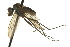  (Diostracus - CNC DIPTERA 163125)  @13 [ ] CreativeCommons - Attribution (2012) CNC/CBG Photography Group Centre for Biodiversity Genomics