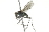  ( - CNC DIPTERA 163126)  @12 [ ] CreativeCommons - Attribution (2012) CNC/CBG Photography Group Centre for Biodiversity Genomics