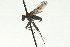  ( - CNC DIPTERA 163128)  @12 [ ] CreativeCommons - Attribution (2012) CNC/CBG Photography Group Centre for Biodiversity Genomics