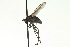  ( - CNC DIPTERA 163129)  @13 [ ] CreativeCommons - Attribution (2012) CNC/CBG Photography Group Centre for Biodiversity Genomics