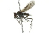  ( - CNC DIPTERA 163130)  @13 [ ] CreativeCommons - Attribution (2012) CNC/CBG Photography Group Centre for Biodiversity Genomics