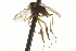  ( - CNC DIPTERA 163143)  @13 [ ] CreativeCommons - Attribution (2012) CNC/CBG Photography Group Centre for Biodiversity Genomics