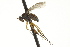  ( - CNC DIPTERA 163145)  @13 [ ] CreativeCommons - Attribution (2012) CNC/CBG Photography Group Centre for Biodiversity Genomics