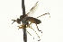  ( - CNC DIPTERA 163210)  @13 [ ] CreativeCommons - Attribution (2012) CNC/CBG Photography Group Centre for Biodiversity Genomics