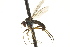  (Sympycnus sp. SEB4 - CNC DIPTERA 163221)  @14 [ ] CreativeCommons - Attribution (2012) CNC/CBG Photography Group Centre for Biodiversity Genomics
