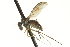  (Sympycnus sp. SEB3 - CNC DIPTERA 163446)  @14 [ ] CreativeCommons - Attribution (2012) CNC/CBG Photography Group Centre for Biodiversity Genomics