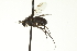  ( - CNC DIPTERA 163451)  @11 [ ] CreativeCommons - Attribution (2012) CNC/CBG Photography Group Centre for Biodiversity Genomics