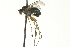  ( - CNC DIPTERA 163570)  @13 [ ] CreativeCommons - Attribution (2012) CNC/CBG Photography Group Centre for Biodiversity Genomics