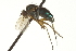 ( - CNC DIPTERA 163573)  @12 [ ] CreativeCommons - Attribution (2012) CNC/CBG Photography Group Centre for Biodiversity Genomics