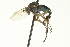  ( - CNC DIPTERA 163575)  @13 [ ] CreativeCommons - Attribution (2012) CNC/CBG Photography Group Centre for Biodiversity Genomics