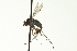  ( - CNC DIPTERA 163576)  @13 [ ] CreativeCommons - Attribution (2012) CNC/CBG Photography Group Centre for Biodiversity Genomics