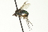  (Dolichopus sp. SEB16 - CNC DIPTERA 163577)  @14 [ ] CreativeCommons - Attribution (2012) CNC/CBG Photography Group Centre for Biodiversity Genomics