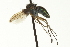  ( - CNC DIPTERA 163578)  @13 [ ] CreativeCommons - Attribution (2012) CNC/CBG Photography Group Centre for Biodiversity Genomics