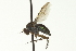  ( - CNC DIPTERA 163579)  @14 [ ] CreativeCommons - Attribution (2012) CNC/CBG Photography Group Centre for Biodiversity Genomics