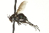 ( - CNC DIPTERA 163581)  @13 [ ] CreativeCommons - Attribution (2012) CNC/CBG Photography Group Centre for Biodiversity Genomics