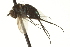  (Dolichopus sp. SEB17 - CNC DIPTERA 163582)  @13 [ ] CreativeCommons - Attribution (2012) CNC/CBG Photography Group Centre for Biodiversity Genomics