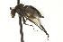  ( - CNC DIPTERA 163584)  @13 [ ] CreativeCommons - Attribution (2012) CNC/CBG Photography Group Centre for Biodiversity Genomics