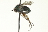  ( - CNC DIPTERA 163586)  @13 [ ] CreativeCommons - Attribution (2012) CNC/CBG Photography Group Centre for Biodiversity Genomics