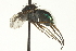  ( - CNC DIPTERA 163587)  @12 [ ] CreativeCommons - Attribution (2012) CNC/CBG Photography Group Centre for Biodiversity Genomics