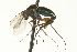  ( - CNC DIPTERA 163588)  @13 [ ] CreativeCommons - Attribution (2012) CNC/CBG Photography Group Centre for Biodiversity Genomics