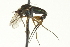  ( - CNC DIPTERA 163589)  @12 [ ] CreativeCommons - Attribution (2012) CNC/CBG Photography Group Centre for Biodiversity Genomics