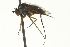  ( - CNC DIPTERA 163590)  @13 [ ] CreativeCommons - Attribution (2012) CNC/CBG Photography Group Centre for Biodiversity Genomics