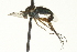  ( - CNC DIPTERA 163592)  @12 [ ] CreativeCommons - Attribution (2012) CNC/CBG Photography Group Centre for Biodiversity Genomics
