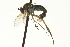  ( - CNC DIPTERA 163595)  @11 [ ] CreativeCommons - Attribution (2012) CNC/CBG Photography Group Centre for Biodiversity Genomics