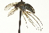  ( - CNC DIPTERA 163596)  @11 [ ] CreativeCommons - Attribution (2012) CNC/CBG Photography Group Centre for Biodiversity Genomics
