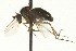  ( - CNC DIPTERA 163597)  @11 [ ] CreativeCommons - Attribution (2012) CNC/CBG Photography Group Centre for Biodiversity Genomics