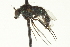  (Dolichopus sp. SEB21 - CNC DIPTERA 163598)  @13 [ ] CreativeCommons - Attribution (2012) CNC/CBG Photography Group Centre for Biodiversity Genomics