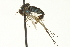  (Dolichopus sp. SEB22 - CNC DIPTERA 163600)  @11 [ ] CreativeCommons - Attribution (2012) CNC/CBG Photography Group Centre for Biodiversity Genomics