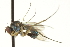  (Dolichopus sp. SEB23 - CNC DIPTERA 163601)  @11 [ ] CreativeCommons - Attribution (2012) CNC/CBG Photography Group Centre for Biodiversity Genomics