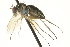 ( - CNC DIPTERA 163602)  @11 [ ] CreativeCommons - Attribution (2012) CNC/CBG Photography Group Centre for Biodiversity Genomics
