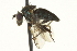  ( - CNC DIPTERA 163604)  @13 [ ] CreativeCommons - Attribution (2012) CNC/CBG Photography Group Centre for Biodiversity Genomics