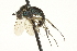  ( - CNC DIPTERA 163606)  @13 [ ] CreativeCommons - Attribution (2012) CNC/CBG Photography Group Centre for Biodiversity Genomics