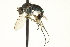  ( - CNC DIPTERA 163607)  @12 [ ] CreativeCommons - Attribution (2012) CNC/CBG Photography Group Centre for Biodiversity Genomics