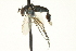  ( - CNC DIPTERA 163609)  @13 [ ] CreativeCommons - Attribution (2012) CNC/CBG Photography Group Centre for Biodiversity Genomics