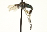  ( - CNC DIPTERA 163611)  @13 [ ] CreativeCommons - Attribution (2012) CNC/CBG Photography Group Centre for Biodiversity Genomics
