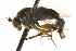  (Dolichopus sp. SEB29 - CNC DIPTERA 163615)  @13 [ ] CreativeCommons - Attribution (2012) CNC/CBG Photography Group Centre for Biodiversity Genomics