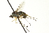  ( - CNC DIPTERA 163618)  @13 [ ] CreativeCommons - Attribution (2012) CNC/CBG Photography Group Centre for Biodiversity Genomics