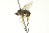  (Dolichopus sp. SEB31 - CNC DIPTERA 163619)  @14 [ ] CreativeCommons - Attribution (2012) CNC/CBG Photography Group Centre for Biodiversity Genomics