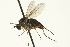  ( - CNC DIPTERA 163621)  @11 [ ] CreativeCommons - Attribution (2012) CNC/CBG Photography Group Centre for Biodiversity Genomics